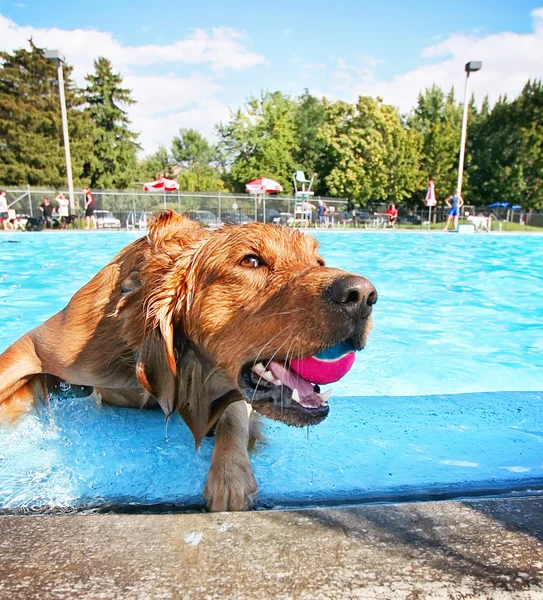 Cão na piscina pública local — Fotografia de Stock