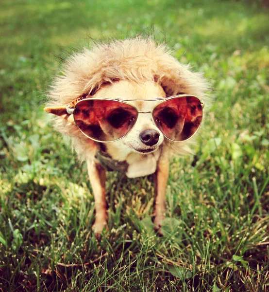 Chihuahua with aviator sunglasses — Stock Image Chihuahua with aviator sunglasses Stock Image