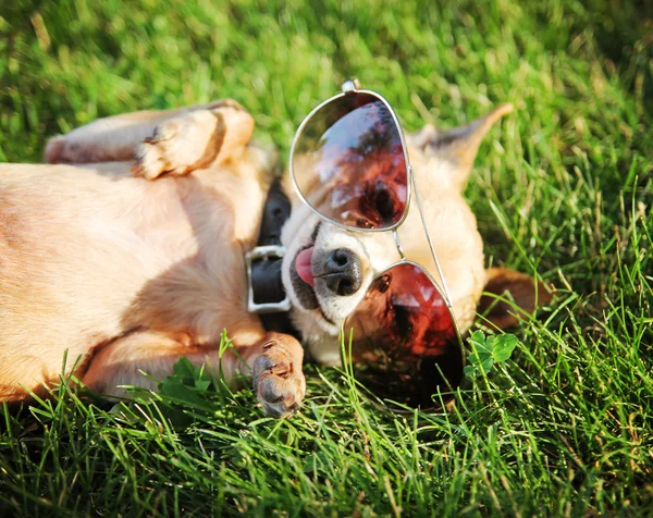 Chihuahua with aviator sunglasses — Stock Image Chihuahua with aviator sunglasses Stock Photo