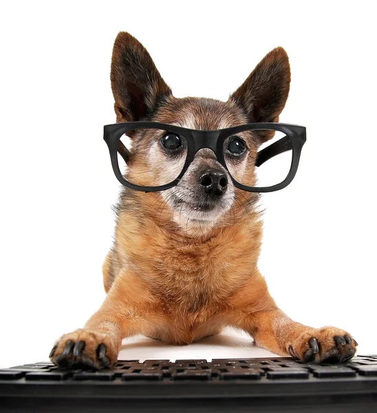 Mezcla de Chihuahua usando gafas en la computadora Imágenes de stock libres de derechos