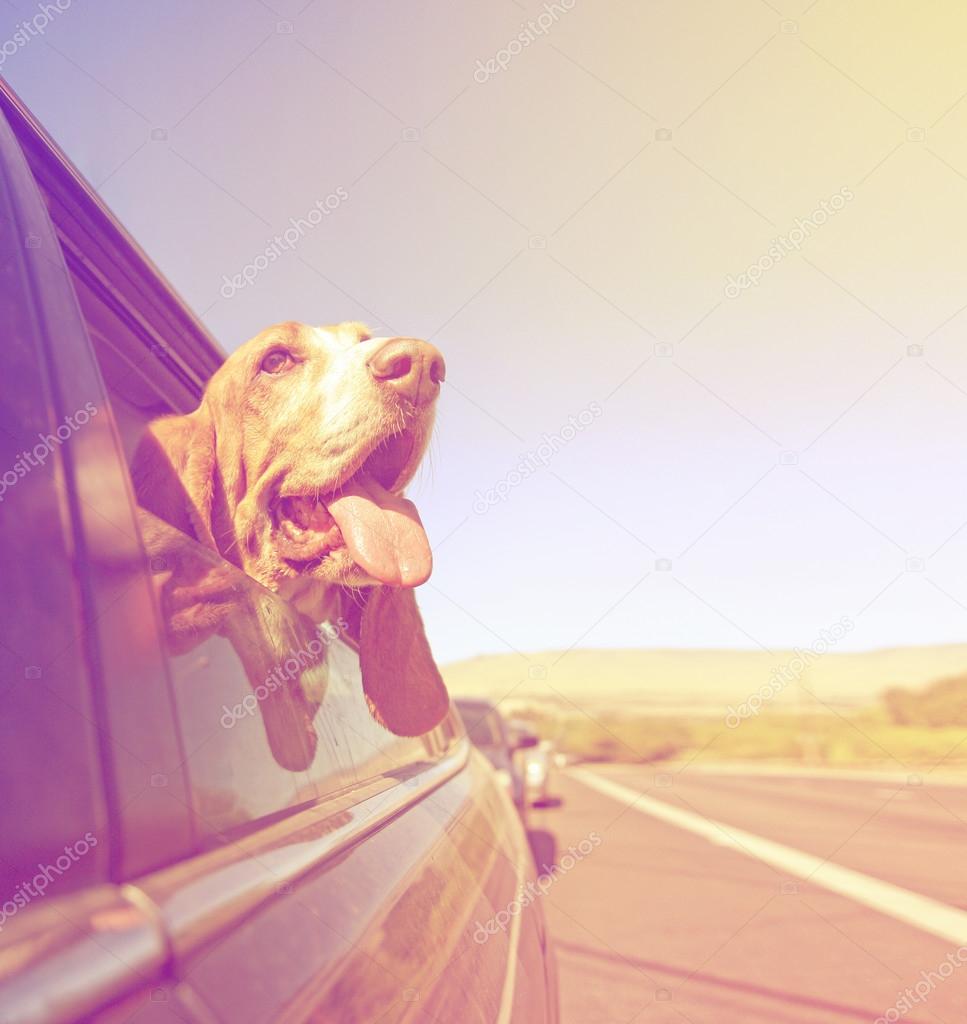 Basset out of car window and tongue
