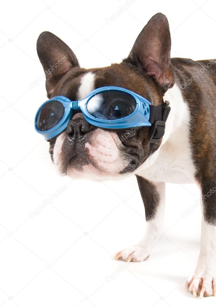 Boston terrier with goggles Stock Photo by ©graphicphoto 53620095