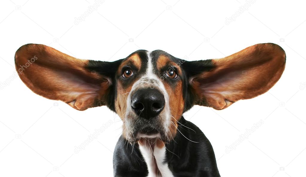 Basset hound with ears flying away