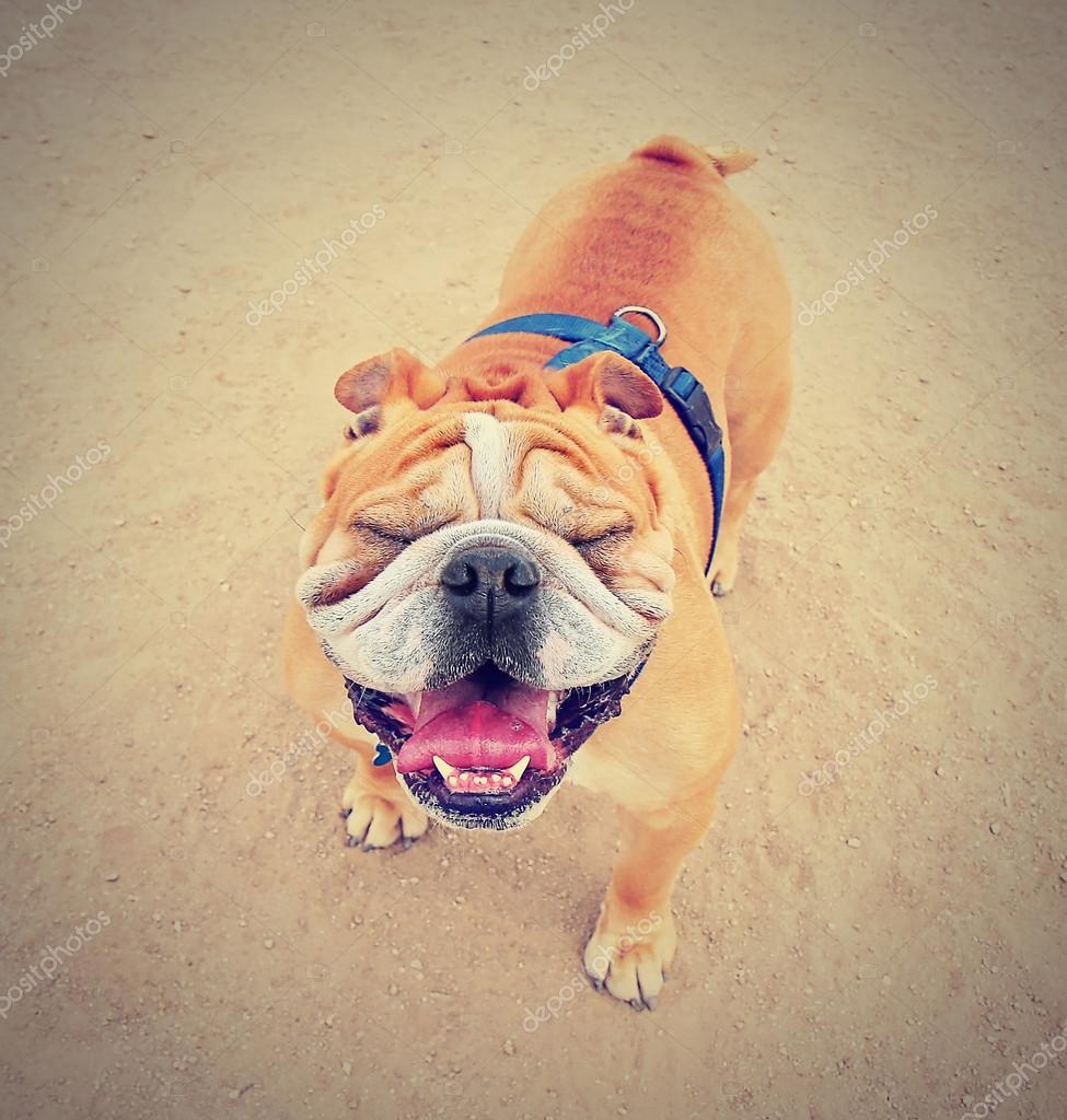 Bulldog with squinty eyes outside Stock Photo by ©graphicphoto 53620509