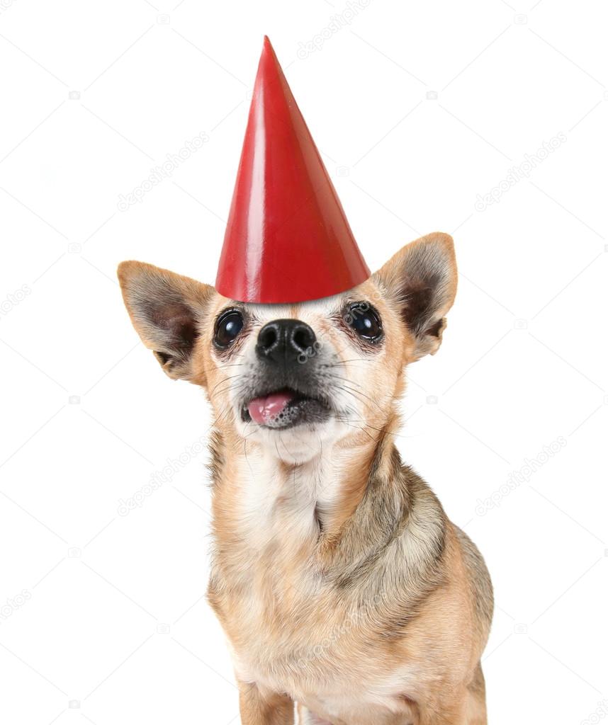 Chihuahua with red birthday hat Stock Photo by graphicphoto 53620625