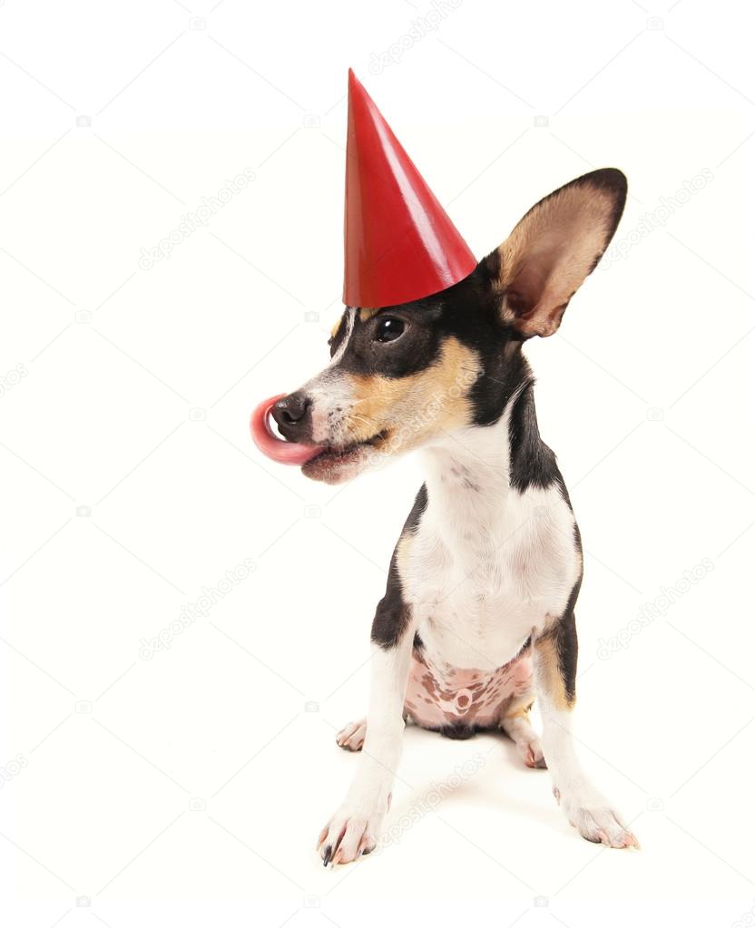 Rat terrier chihuahua mix with party hat
