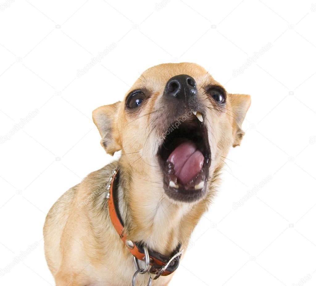 Chihuahua looks like he is yelling