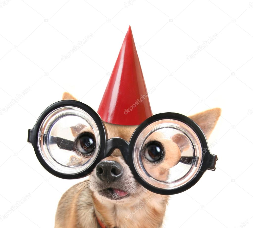 Chihuahua with glasses and birthday hat