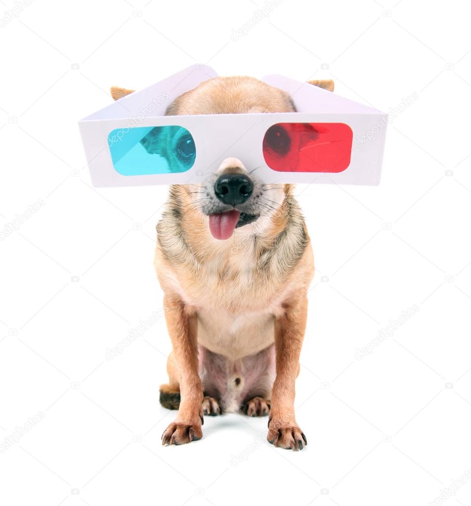 Chihuahua with 3D movie glasses on