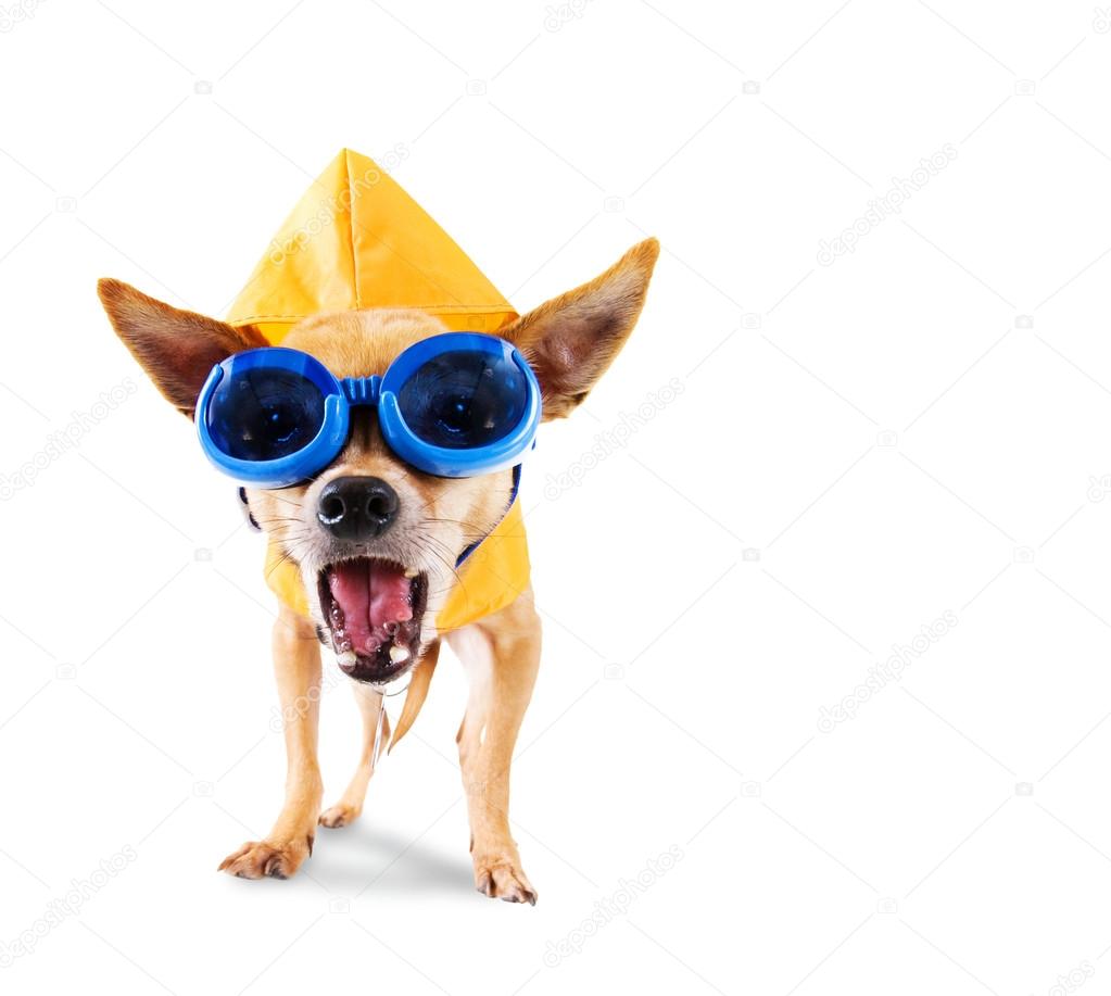 Chihuahua with raincoat and goggles on