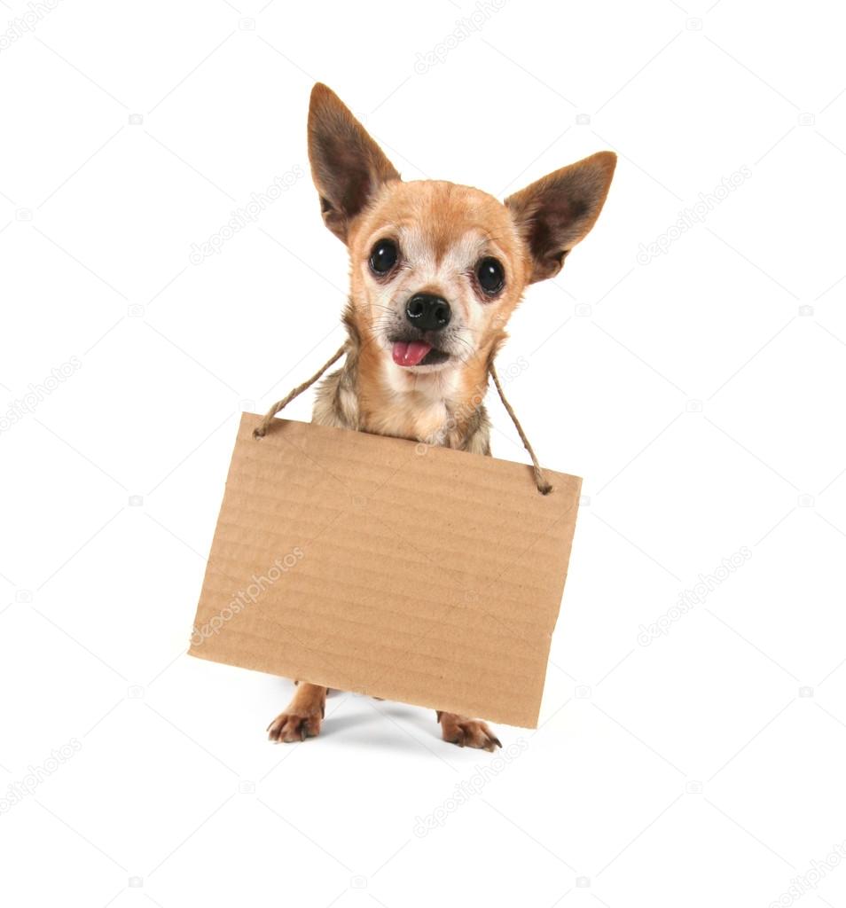 Goofy chihuahua holding sign