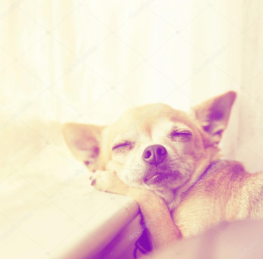 Chihuahua laying on window sill