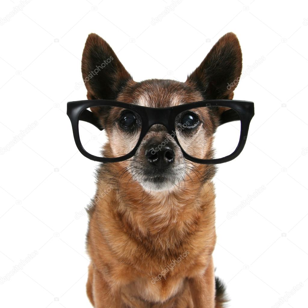 Chihuahua with glasses on
