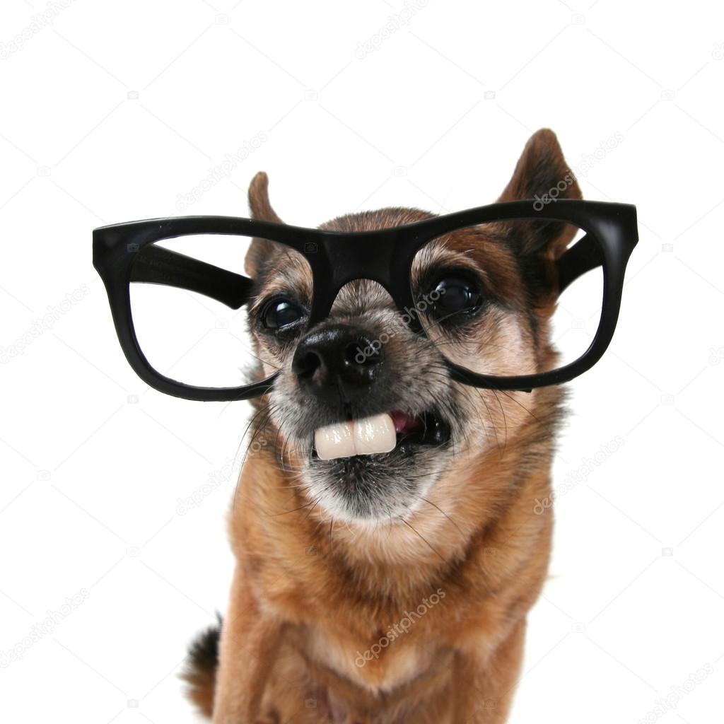 Chihuahua with glasses on