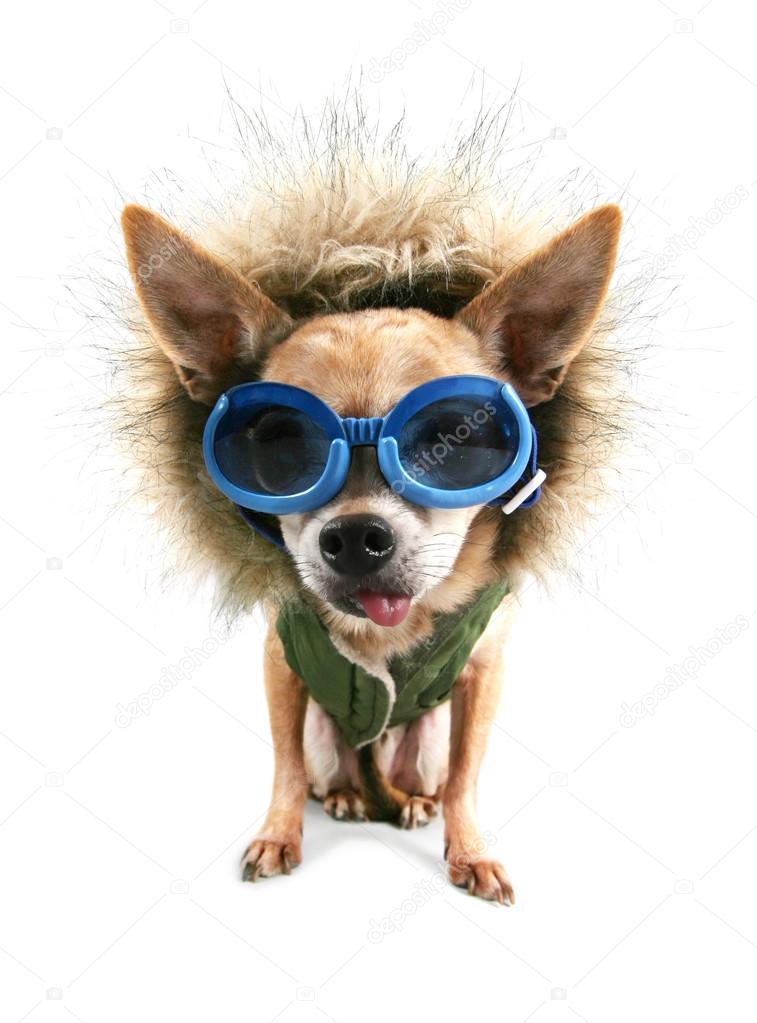 Chihuahua with coat and goggles on
