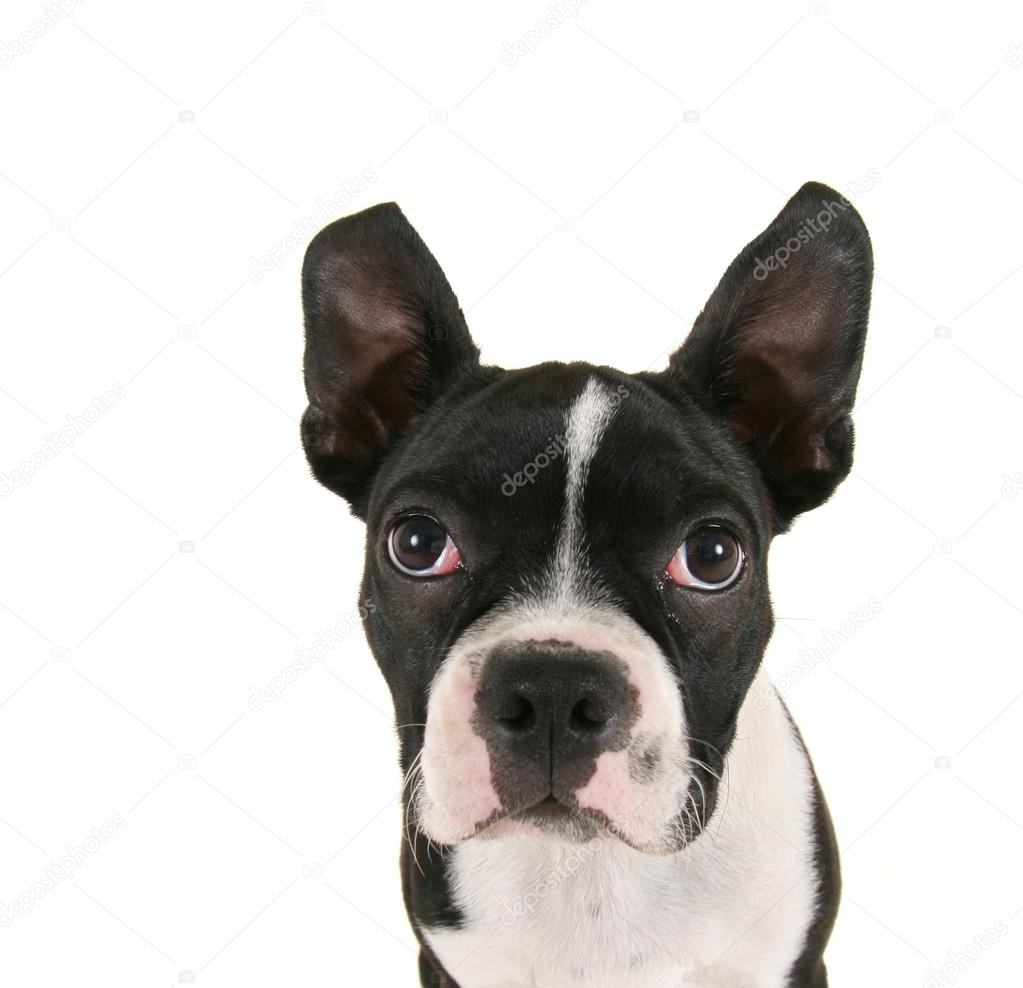 Pictures : baby boston terrier | Baby boston terrier puppy — Stock