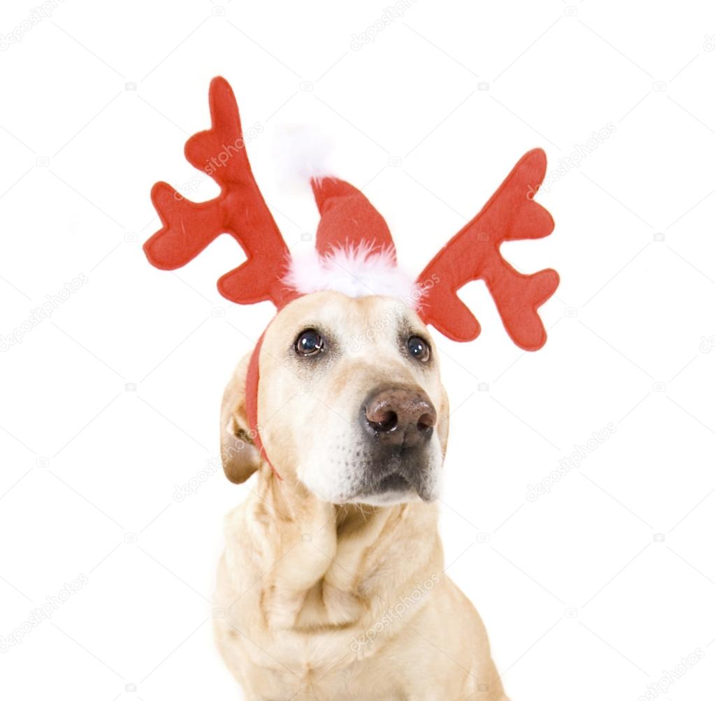 Hunde im Rentiergeweih Stockfotografie lizenzfreie Fotos