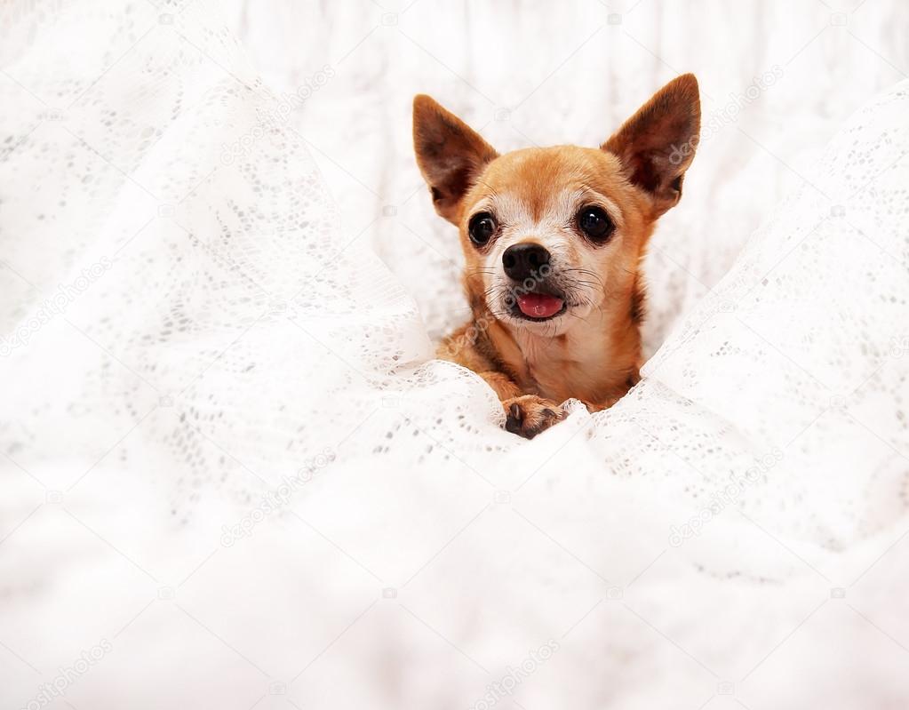 Cute chihuahua on blanket