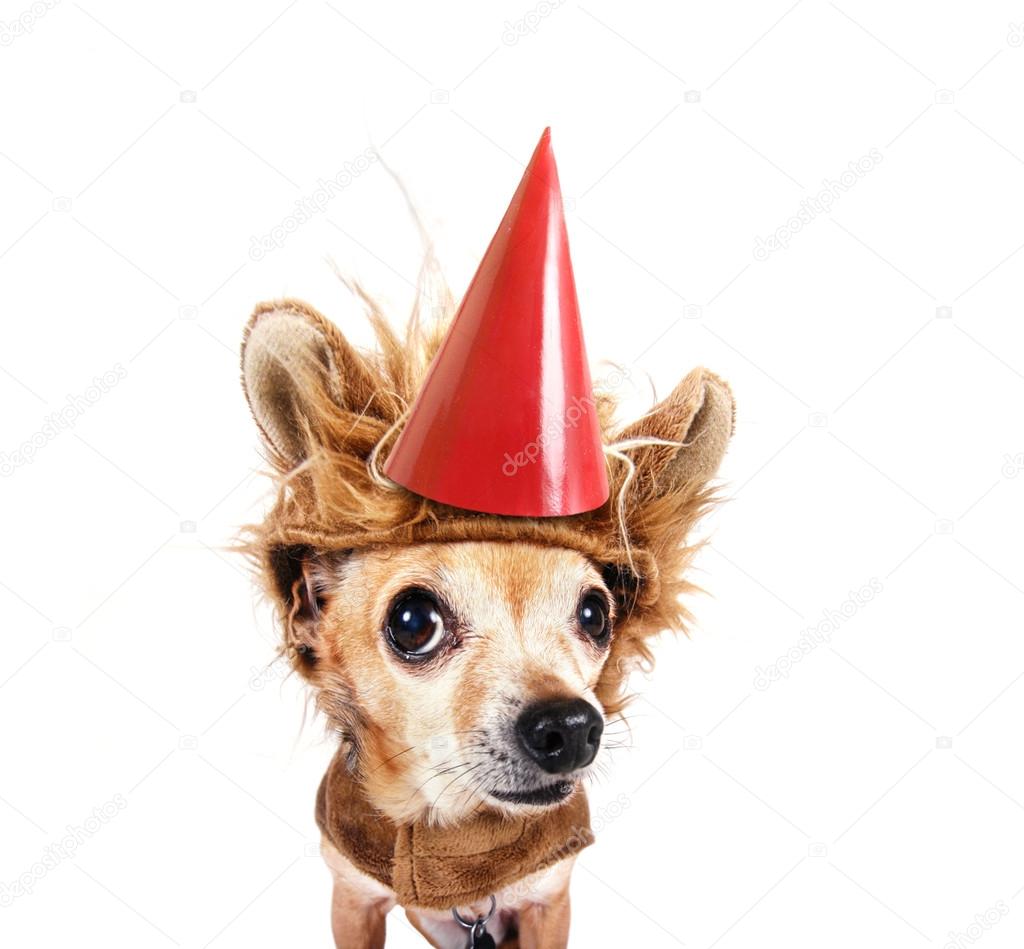Chihuahua in lion costume and birthday hat
