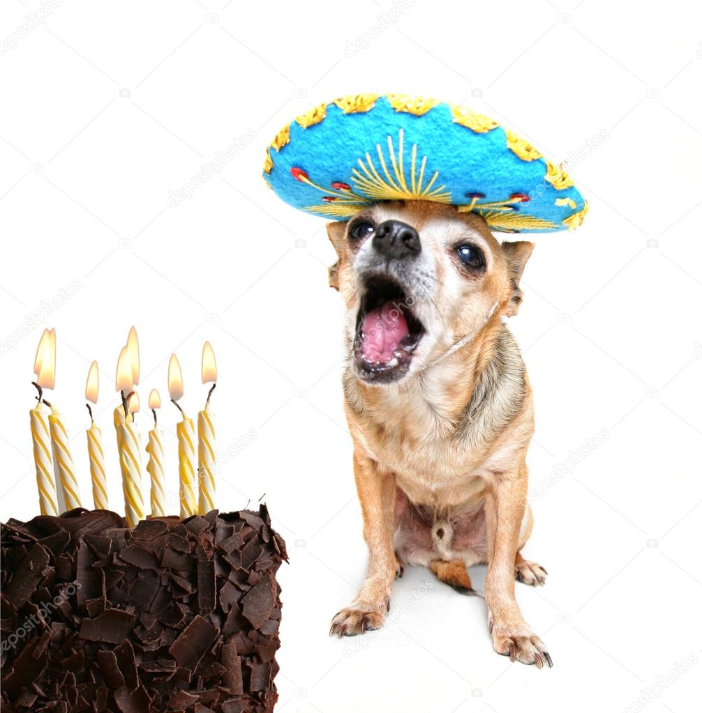 Chihuahua with birthday cake