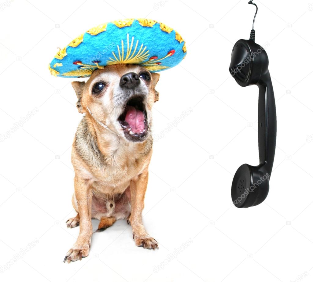 Chihuahua talking on phone