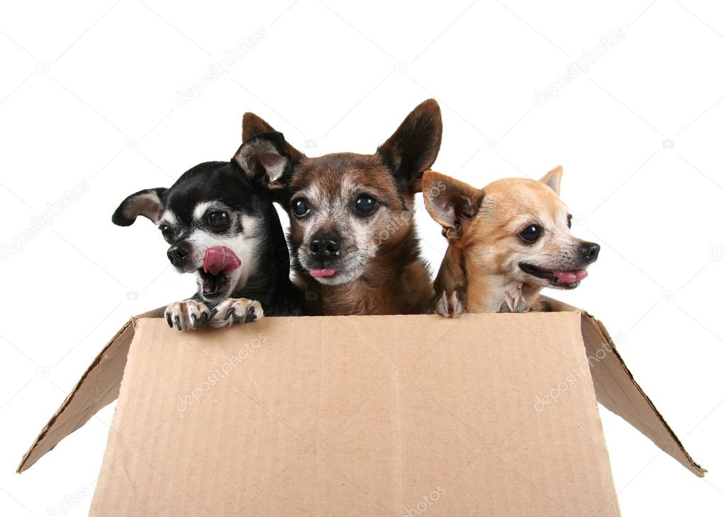 Three chihuahuas in cardboard box