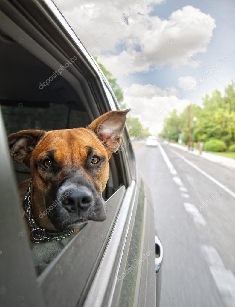 Boxer dog riding in car