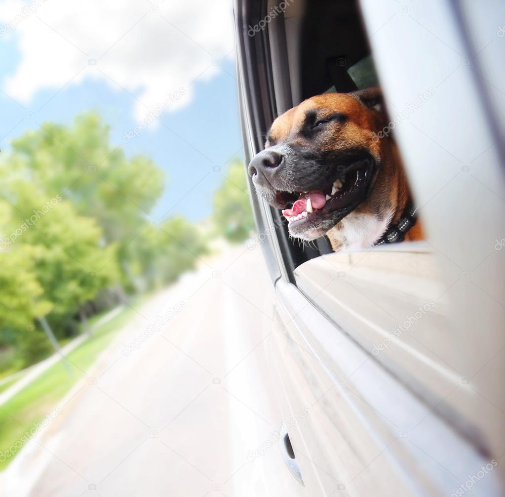 Boxer dog riding in car