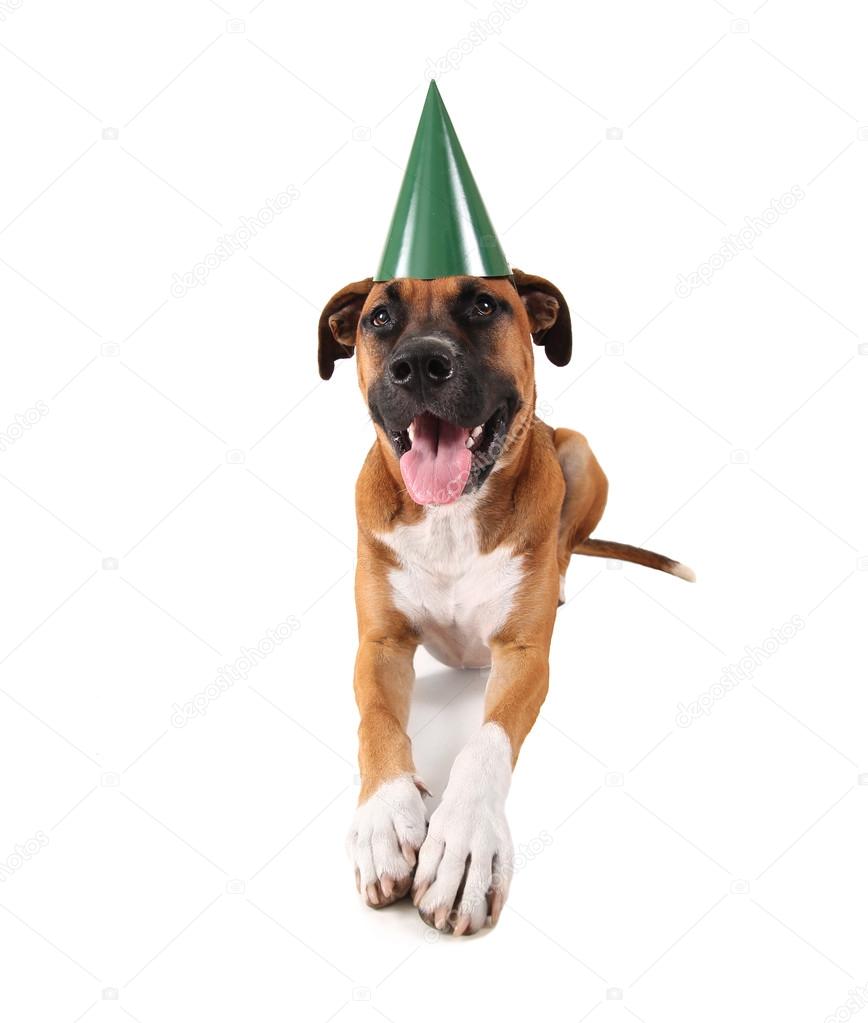 Pit bull boxer mix dog with birthday hat
