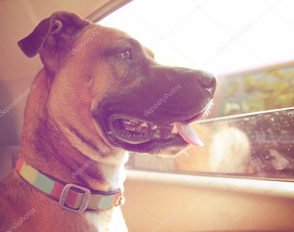 Boxer dog riding in car