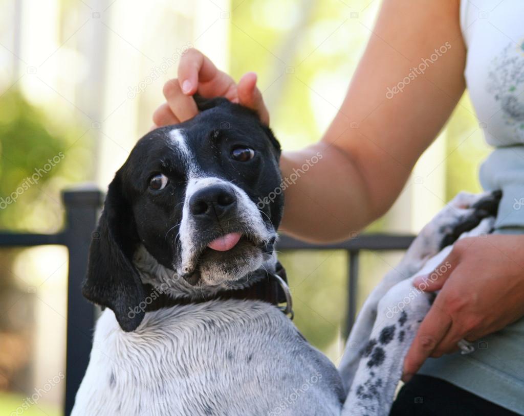 Hunting dog spaniel getting petted