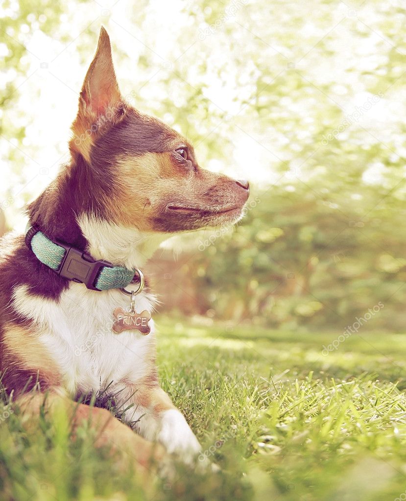 Chihuahua enjoying outdoors