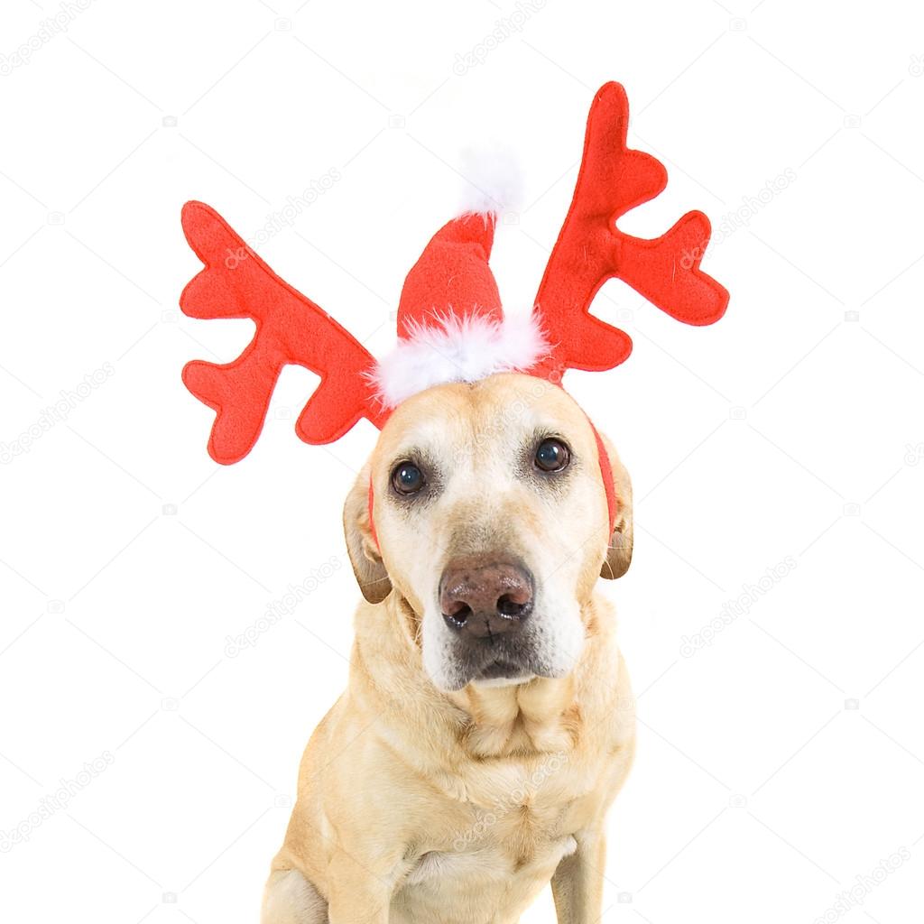 Dog dressed up in reindeer antlers