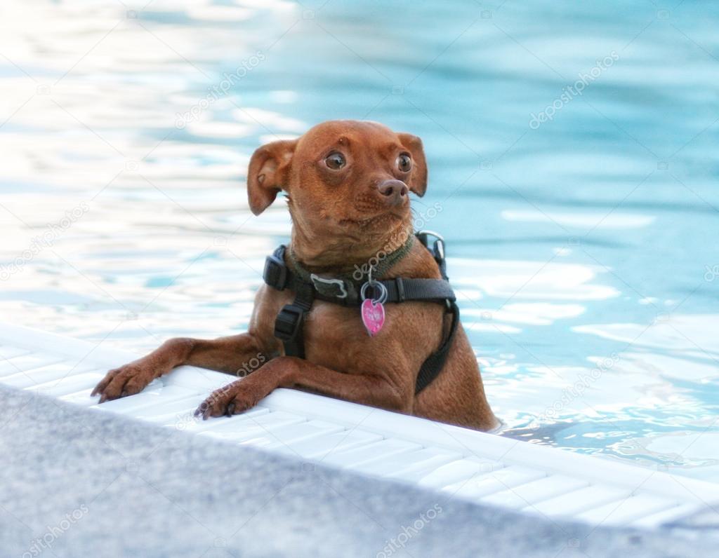 Pinscher swimming in pool