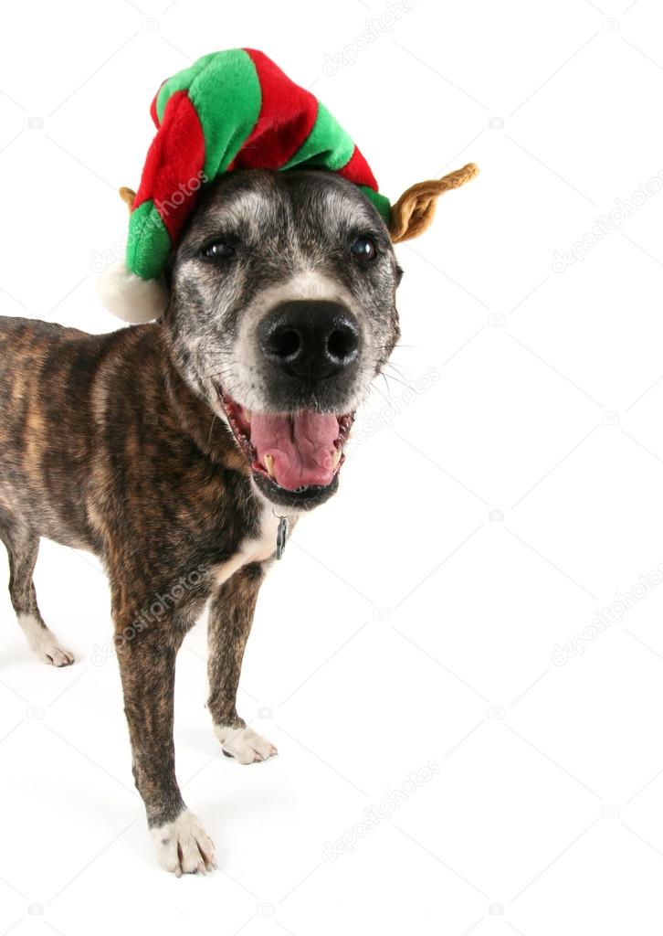 Dog dressed up for chistmas