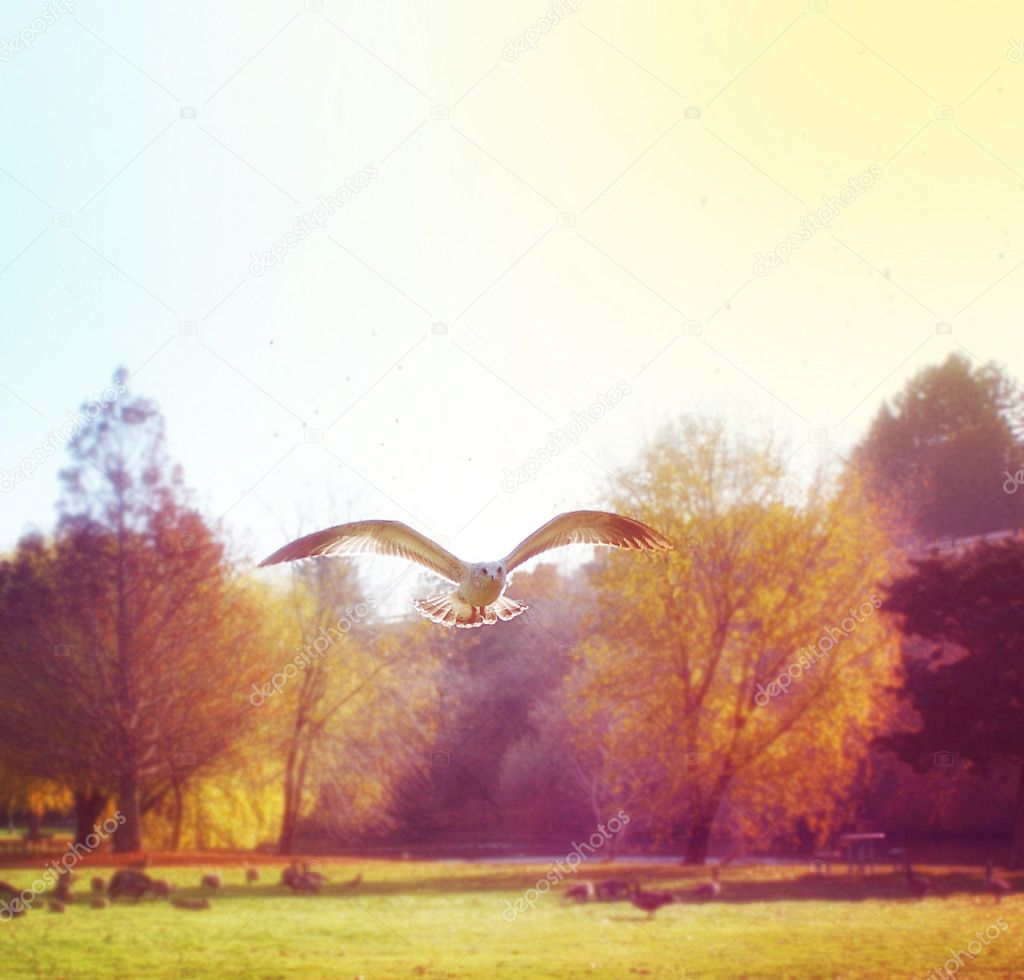 Seagull fling in park