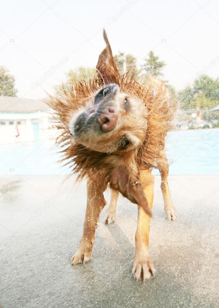 Dog shaking off water at public pool