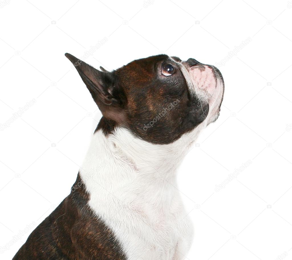 Boston terrier