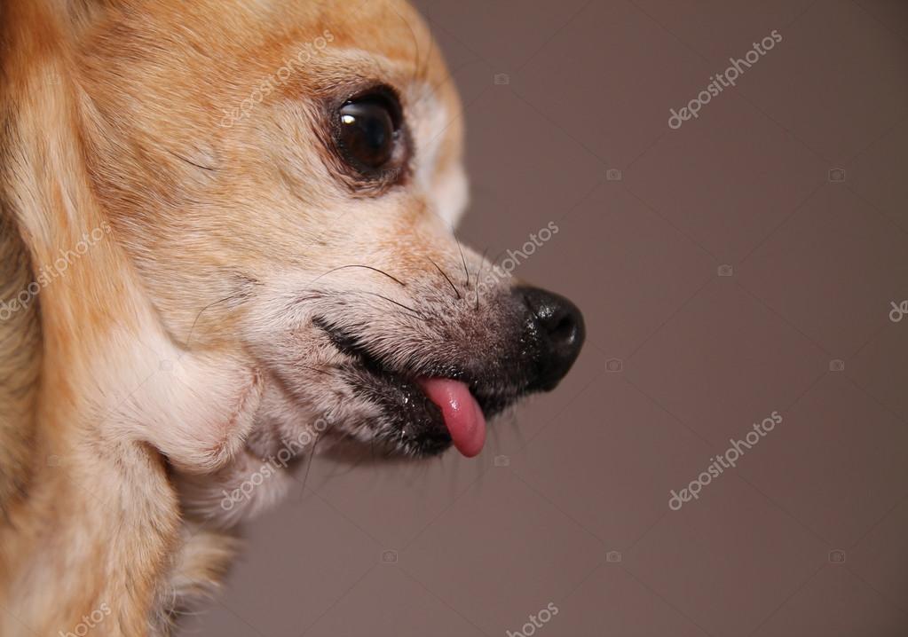 Чихуахуа. Чихуа с высунутым языком. Почему у чихуахуа торчит язык. Чихуахуа карманная бесшерстная. Чихуа с высунутым языком.