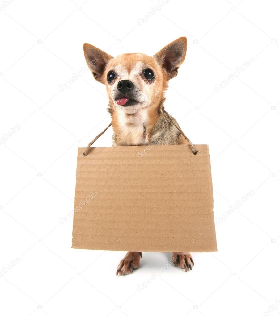 Chihuahua holding sign