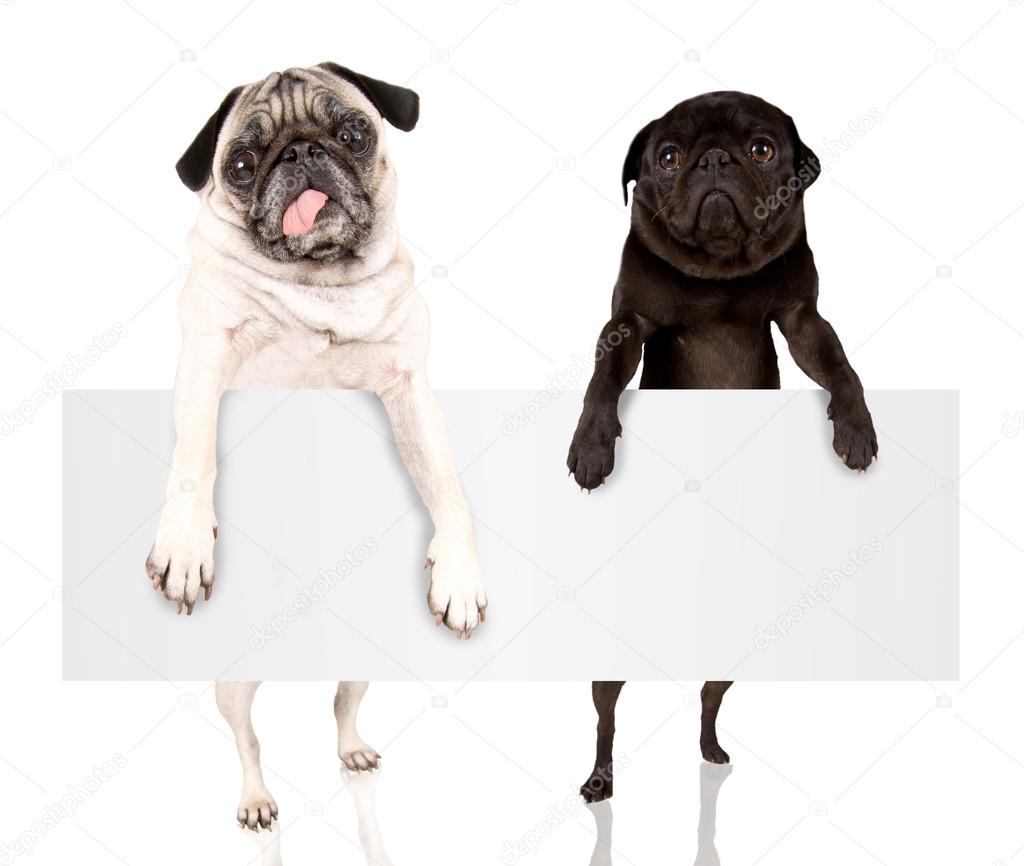 Two pugs holding blank sign