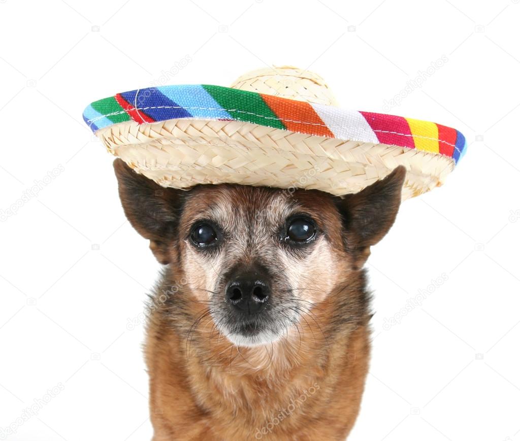 Chihuahua dressed up for cinco de mayo