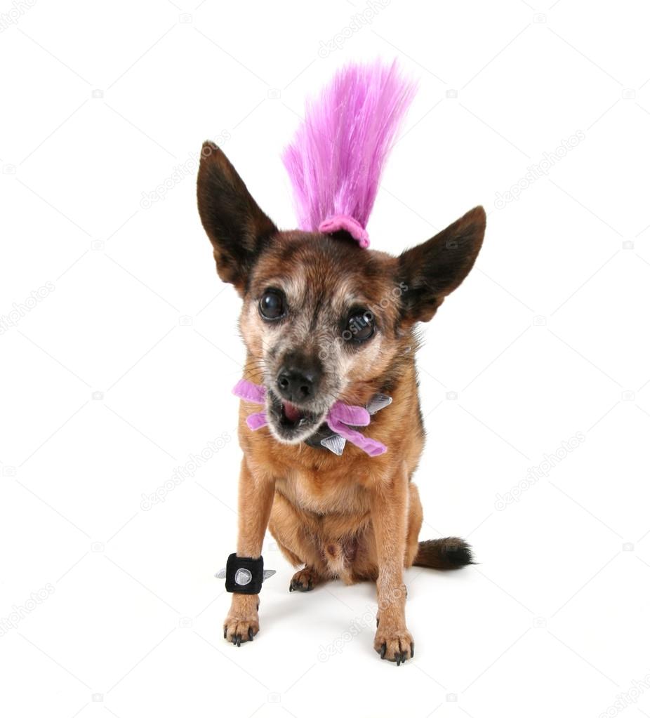 Chihuahua with mohawk punker hairdo