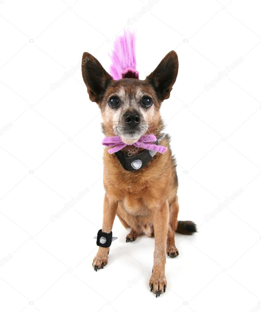 Chihuahua with mohawk punker hairdo