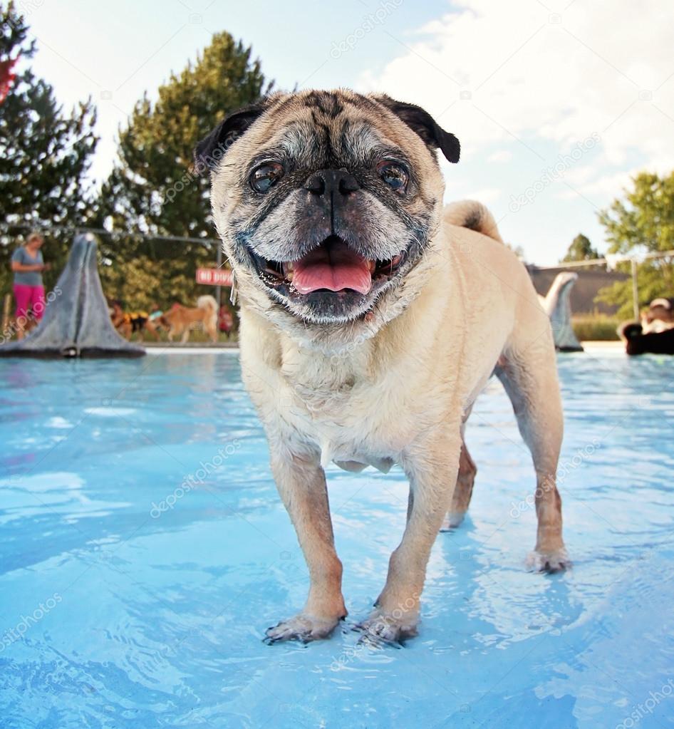Dog at local public pool