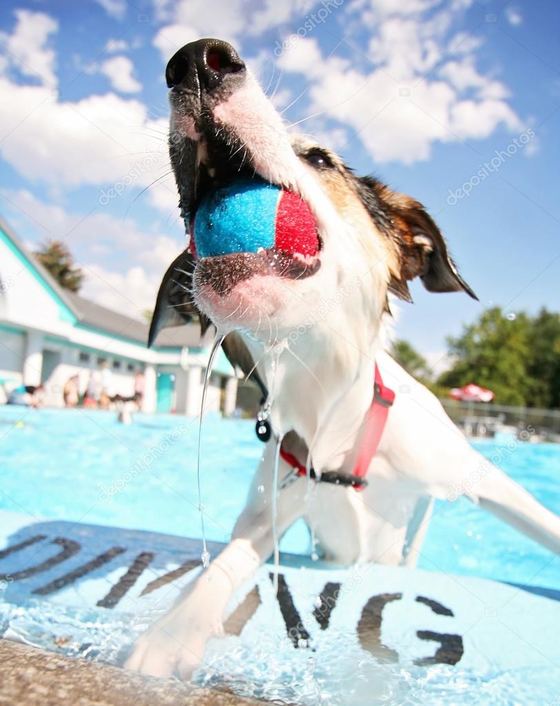 Dog having fun at swimming pool