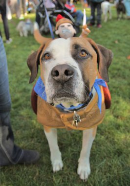 köpek yerel park