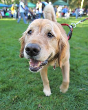sevimli köpek yerel park