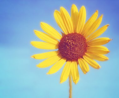 Mavi gökyüzü arkaplanlı ayçiçeği