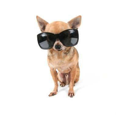 Chihuahua üzerinde güneş gözlüklü